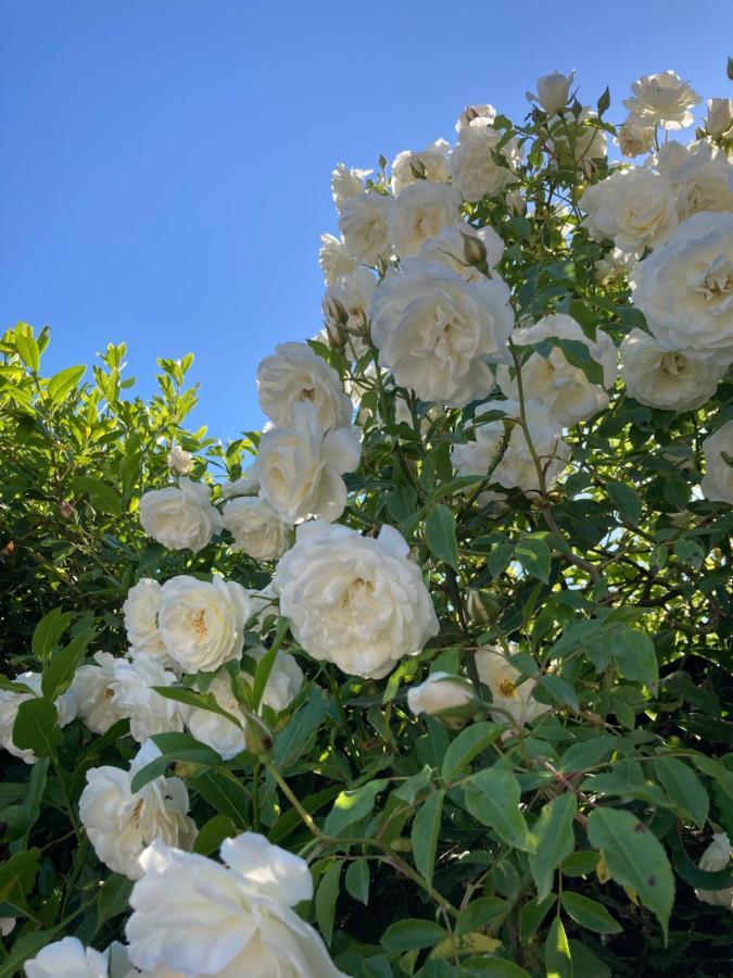 La Rosa Del Lago Bracciano  Exteriör bild
