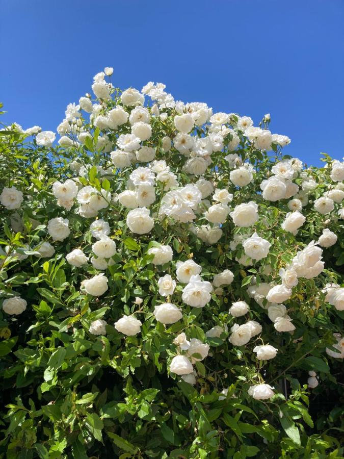 La Rosa Del Lago Bracciano  Exteriör bild